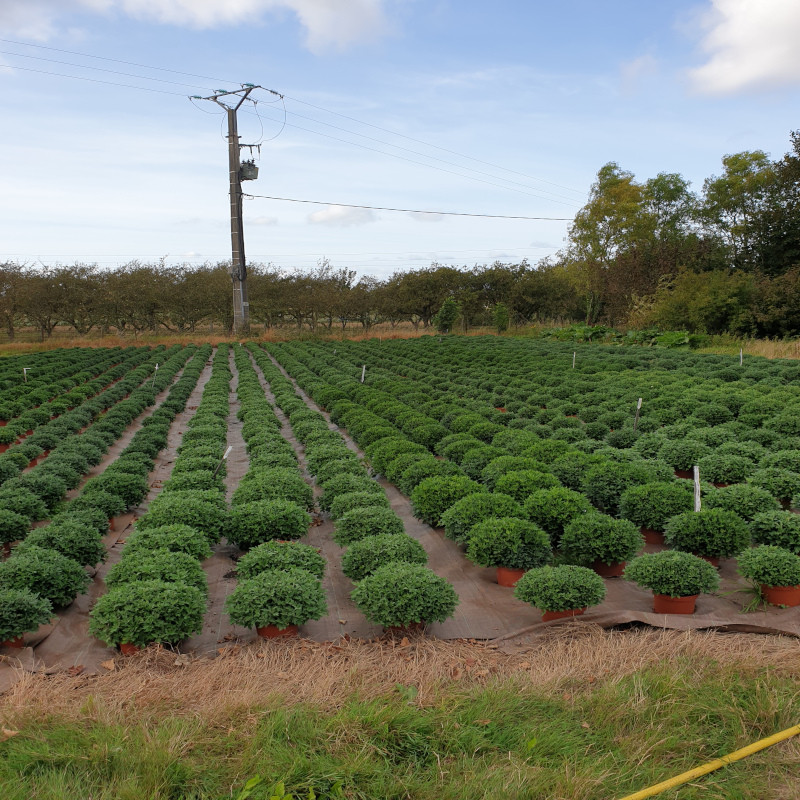 Plantes extérieures à Hazebrouck