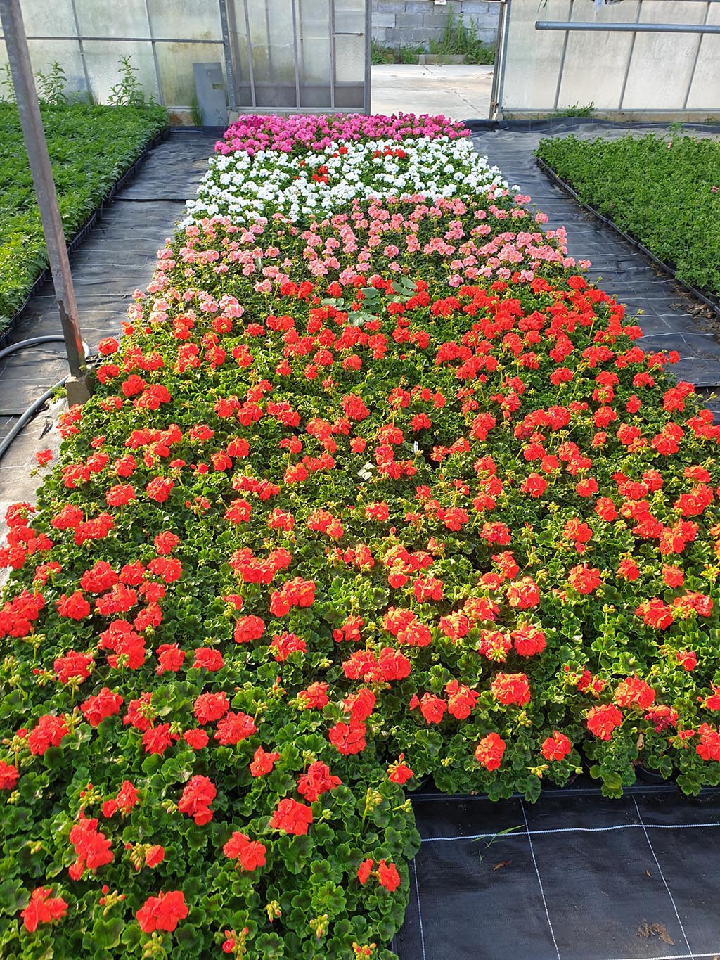 Plantes d'extérieur près d'Hazebrouck